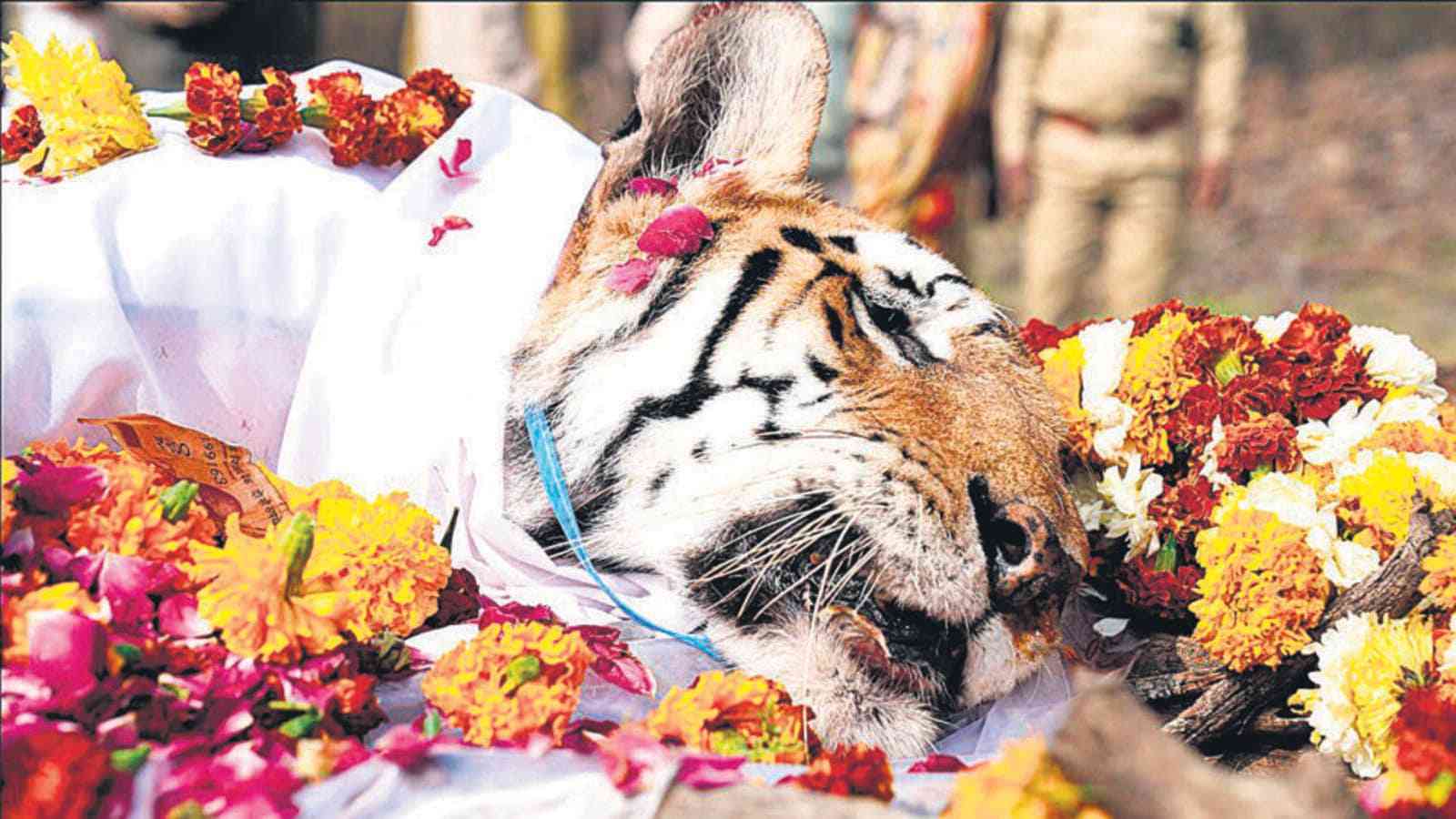 The Collarwali tigress was the most popular tigress among tourists at MPs Pench Tiger Reserve. Her final rites were conducted on Sunday. (Photo Source: ANI)
